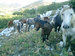 Biokovo-kone
