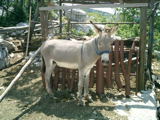 07 - oslík.JPG