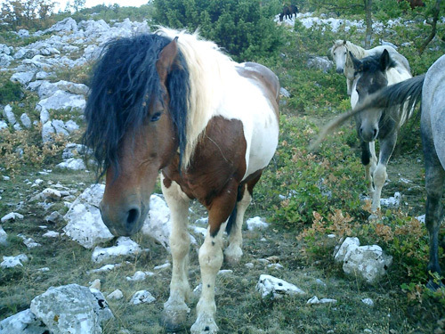 Biokovo