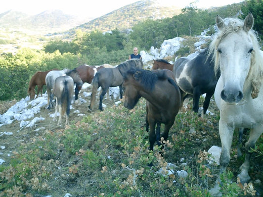 Biokovo-kone